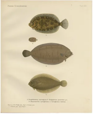 Norwegian Topknot and Spotted Flounder and Scaldfish, 1895, Lithograph