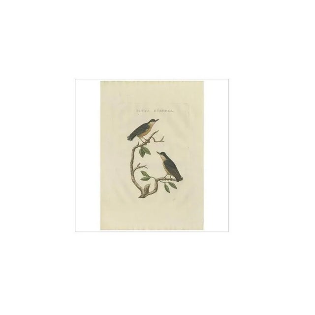Antique print titled 'sitta europea'. The eurasian nuthatch or wood nuthatch (sitta europaea) is a small passerine bird...
