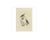 Antique print titled 'sitta europea'. The eurasian nuthatch or wood nuthatch (sitta europaea) is a small passerine bird...