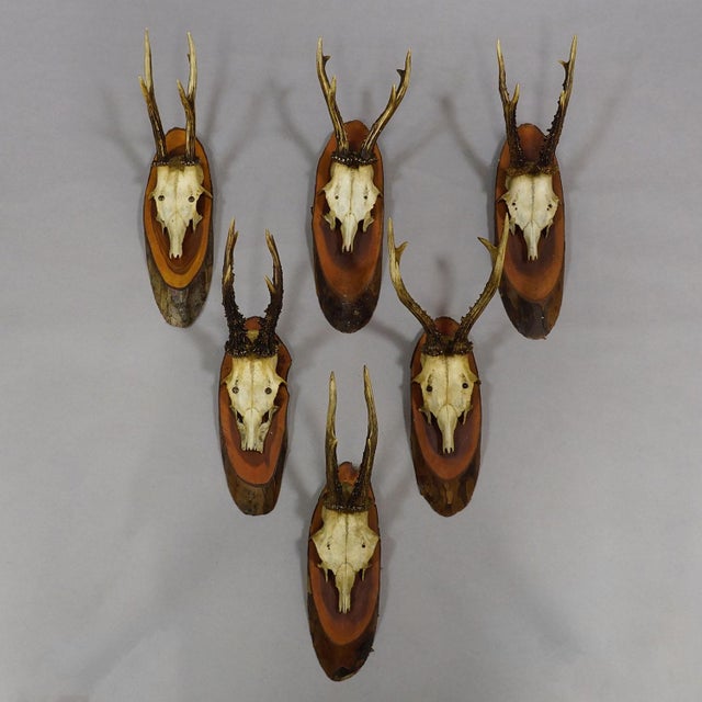 Set of Six Roe Deer Trophies on Wooden Slices Germany ca. 1950s A vintage set of six large Black Forest roe deer...