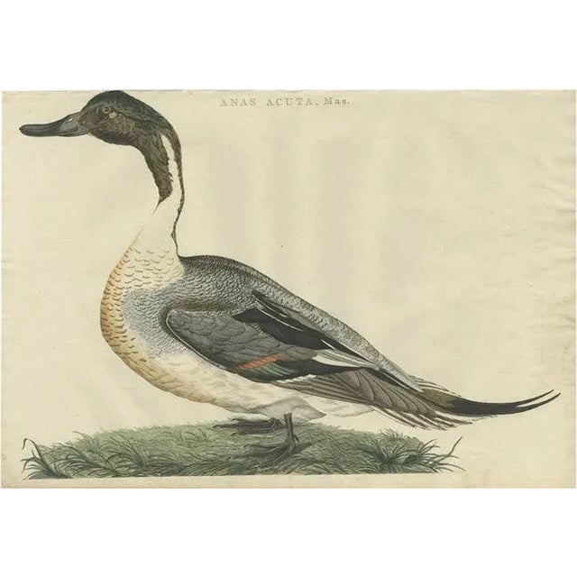 Late 18th Century Sepp & Nozeman, Male Northern Pintail, 1789, Paper For Sale - Image 5 of 5