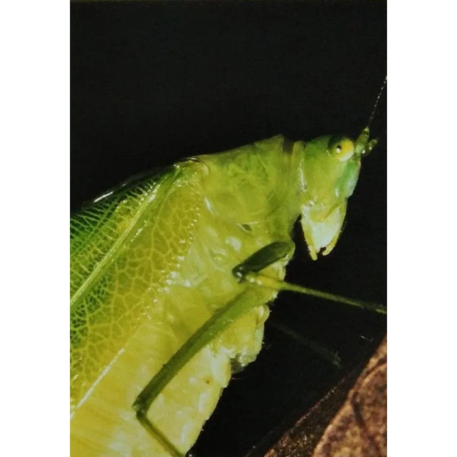 Contemporary A.H., Nature Image, 1990, Photographic Print For Sale - Image 3 of 3