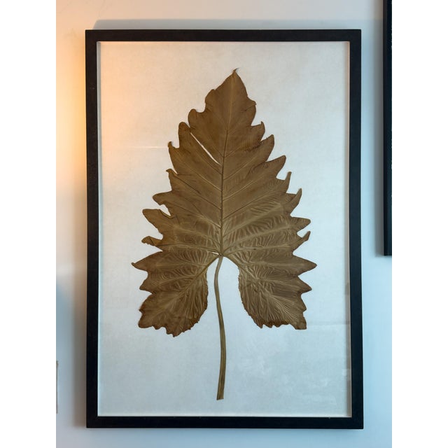 A large-scale framed botanical specimen — a single pressed leaf of remarkable size and presence, mounted on cream-toned...