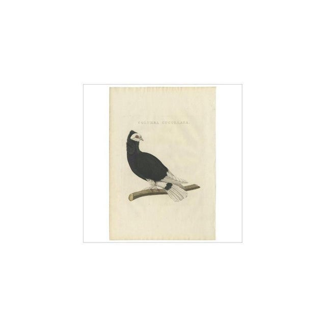 Sepp & Nozeman, Bird Illustration of the Jacobin Pigeon, 1829, Print For Sale - Image 4 of 7