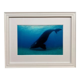 Brian Skerry North Atlantic Whale Photography For Sale