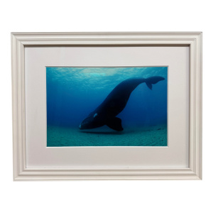 Brian Skerry North Atlantic Whale Photography