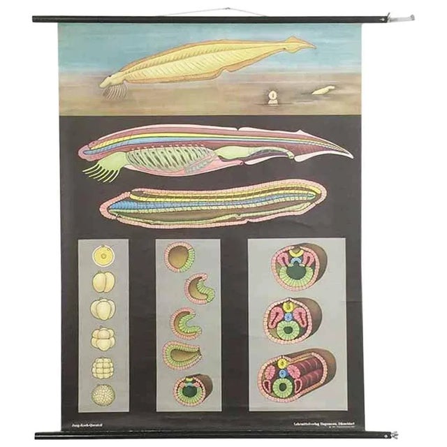 Vintage pull down chart Original vintage school chart, by Jung-Koch Quentell Paperprint on linen. The canvas is fixed...