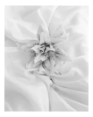 Ugne Pouwell, Lily 24, 2024, Photography