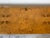 1970’s Milo Baughman Style Parsons Burl Wood Rectangular Coffee Table For Sale - Image 4 of 12