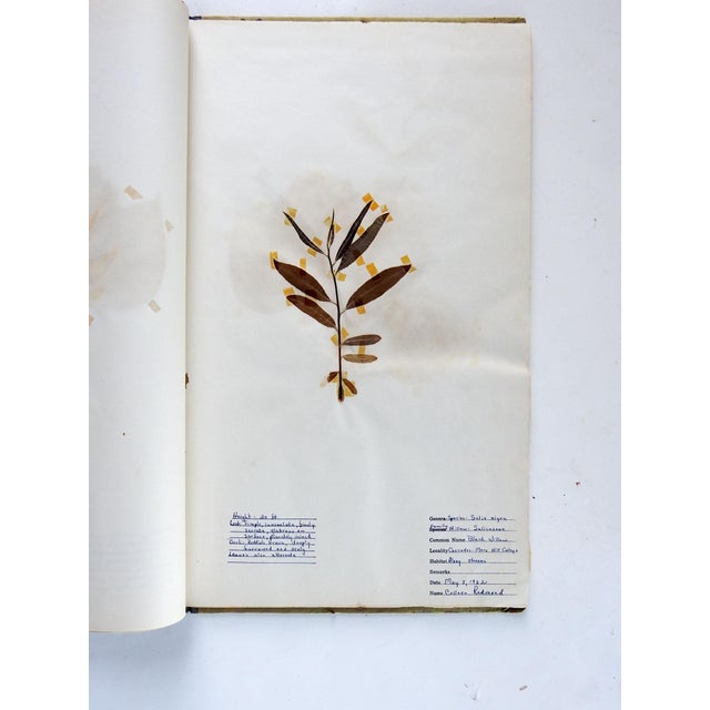Paper 1930s North Carolina Bound Herbarium 34 Pressed Botanical Specimens For Sale - Image 7 of 12