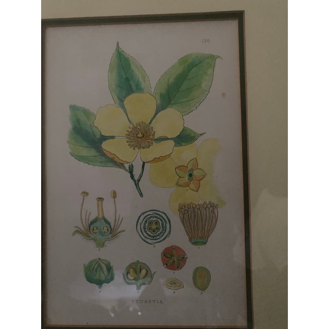 Mid-Century Framed Mark Catesby "Stuartia Silky Camellia" Botanical Print, Coffey & Thompson For Sale - Image 9 of 12