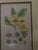 Mid-Century Framed Mark Catesby "Stuartia Silky Camellia" Botanical Print, Coffey & Thompson For Sale - Image 9 of 12