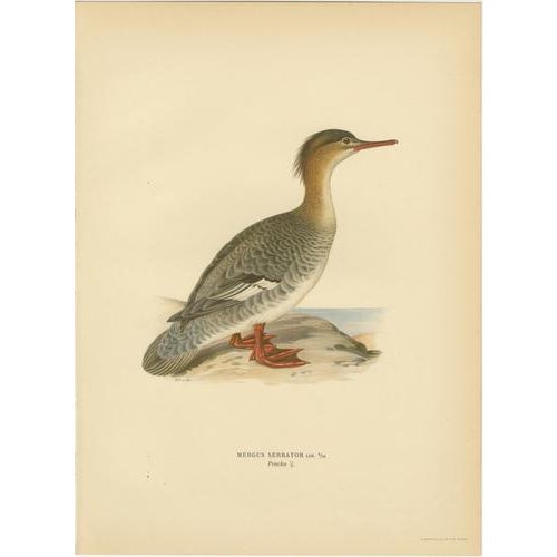 Antique Merganser Duck Lithographs, Sweden, 1929, Set of 6 For Sale - Image 6 of 10