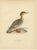 Antique Merganser Duck Lithographs, Sweden, 1929, Set of 6 For Sale - Image 6 of 10