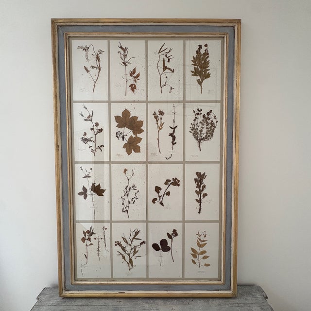 Large 19th Century French Mounted Botanical Herbiers For Sale - Image 15 of 16