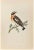 Winchat is a modern artwork realized in 1870 by the British artist Alexander Francis Lydon (1836-1917) . Woodcut print,...