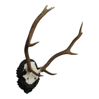 Large Black Forest Stag Trophy on Carved Plaque - Germany 1930s For Sale