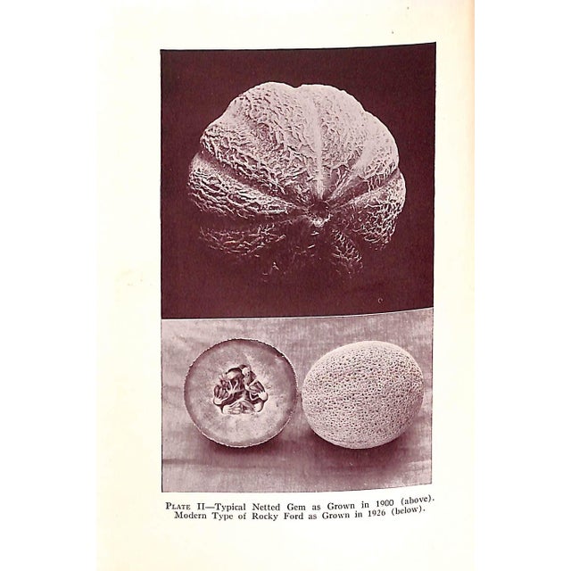 "Muskmelon Production" 1928 Lloyd, John William For Sale In New York - Image 6 of 8