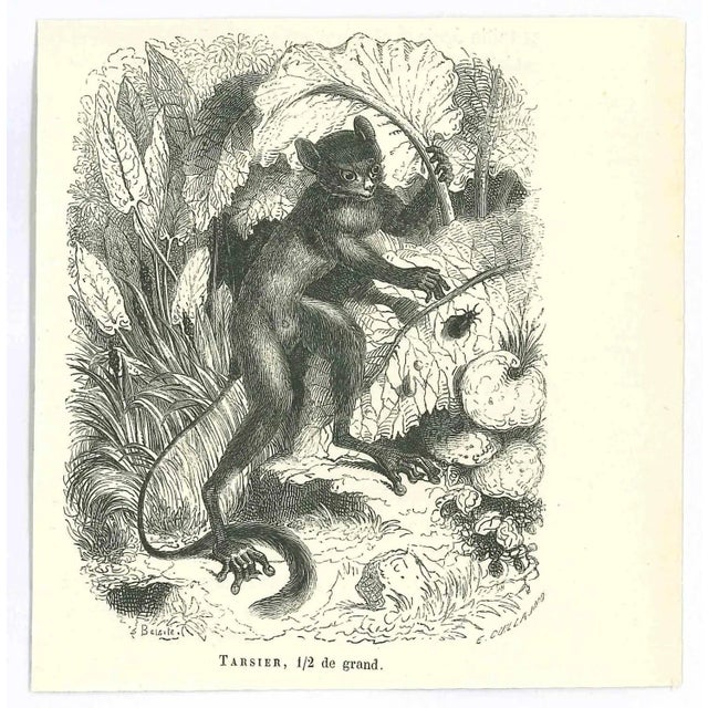 Tarsier is an original lithograph on ivory-colored paper, realized by Paul Gervais (1816-1879). The artwork is from The...