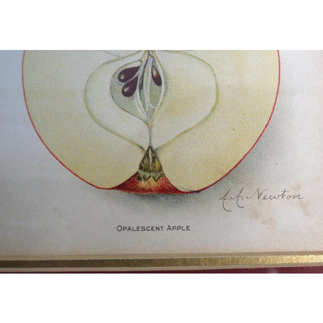 Wood Antique Department of Agriculture Framed Botanical Apple and Peach Lithographs-a Pair For Sale - Image 7 of 15