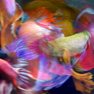 "Betta Blur 43" Contemporary Original Still Life Photograph of a Fish by Michael Filonow For Sale