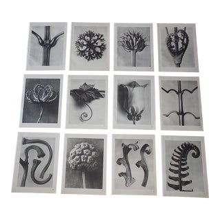 Vintage Karl Blossfeldt Botanical Photogravures - Set of 12 For Sale