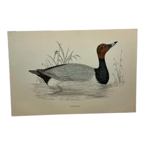 Antique Hand Tinted Bird Print From England Featuring a Black & Brown Pochard - Circa 1886