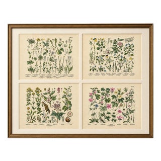 M. Fünfstück, German Wildflower Botanical Plates, 1890s, Chromolithographs, Set of 4 For Sale