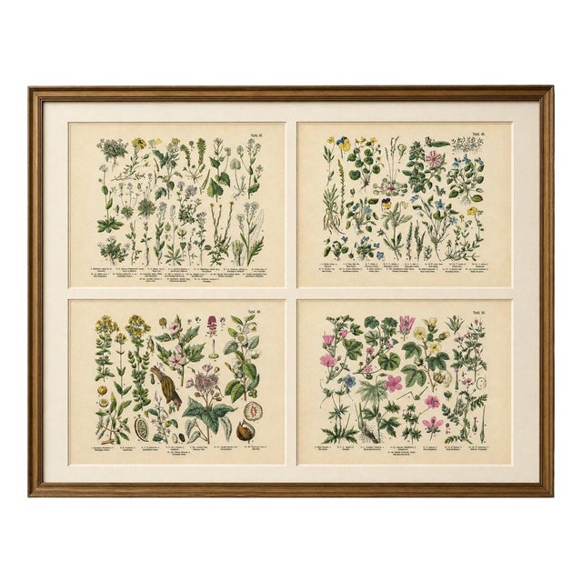 M. Fünfstück, German Wildflower Botanical Plates, 1890s, Chromolithographs, Set of 4 For Sale