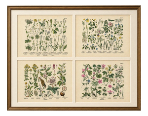 M. Fünfstück, German Wildflower Botanical Plates, 1890s, Chromolithographs, Set of 4