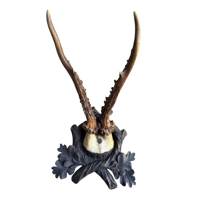Cabin Roe Deer Trophy 162 Black Forest Antlers Mount For Sale - Image 3 of 5