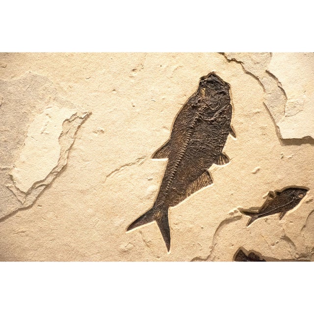Contemporary Large Fossil Fish Mural 3001gm For Sale - Image 3 of 6