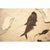 Contemporary Large Fossil Fish Mural 3001gm For Sale - Image 3 of 6