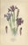 Edward Step, Botanical Illustrations of Tillandsia and Irises, 1897, Prints, Set of 3 For Sale - Image 3 of 10