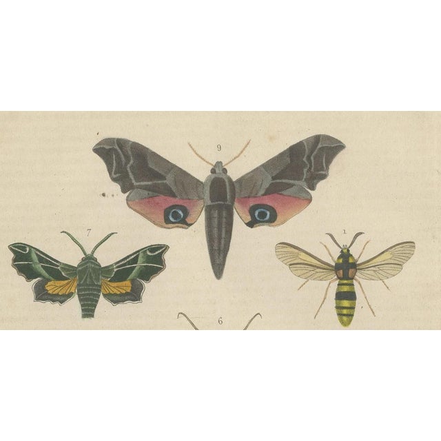 Drapiez, Lepidoptera: Compendium of Moths and Butterflies, 1845, Print For Sale - Image 6 of 7