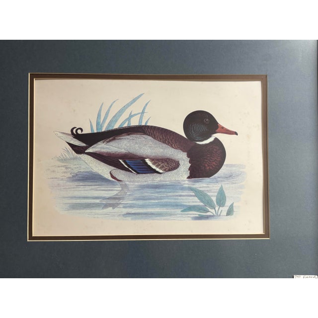 Beautifully matted and framed vintage waterfowl print featuring a Red-Breasted Merganser duck in naturalistic detail....