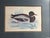 Beautifully matted and framed vintage waterfowl print featuring a Red-Breasted Merganser duck in naturalistic detail....
