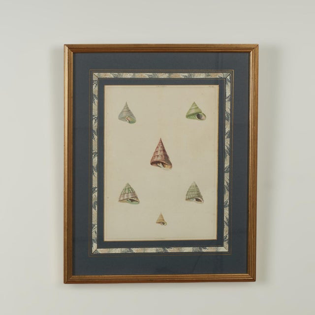 Beige Set of Eight Antique Hand Colored Seashell Prints For Sale - Image 8 of 18