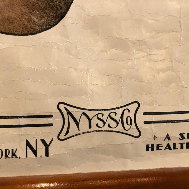 Mid 20th Century Mid 20th Century Educational Botanical Spirogyra Biology Chart by New York Scientific Supply Co. For Sale - Image 5 of 12