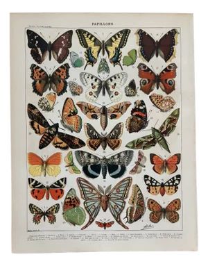 Adolphe Millot, Butterflies of Europe, 1900, Lithograph