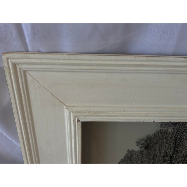 Natural black sea fan displayed in a custom shadow box behind glass. The frame was created from salvaged wood molding....