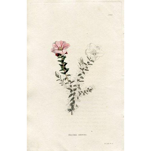 Original set of six early-1800s hand colored antique botanical prints from Conrad Loddiges' “The Botanical Cabinet”...