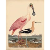 Early American Poster, Spoonbill and Shore Birds For Sale