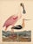 Early American Poster, Spoonbill and Shore Birds For Sale