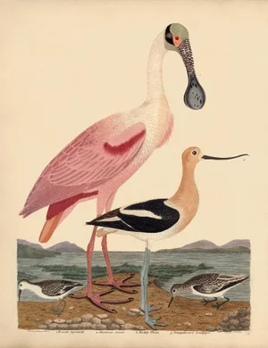 Early American Poster, Spoonbill and Shore Birds