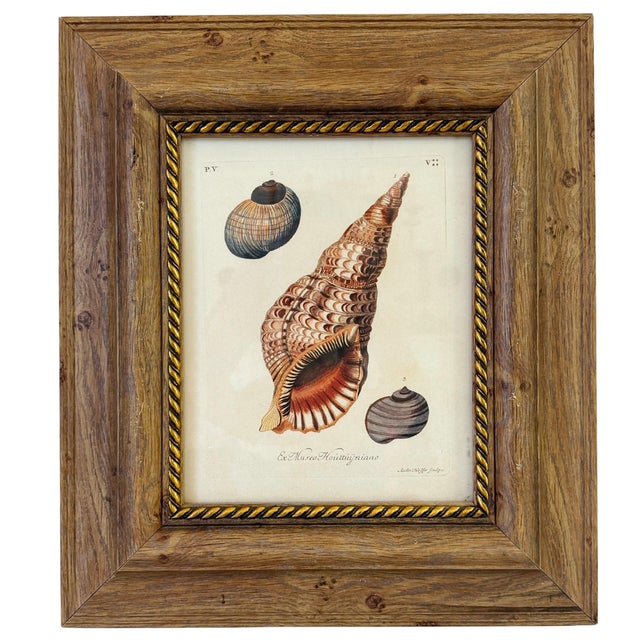 Late 20th Century Framed Seashell Engraving Prints - Conchology Engravings After Georg Wolfgang Knorr, Set of 4 For Sale - Image 5 of 15