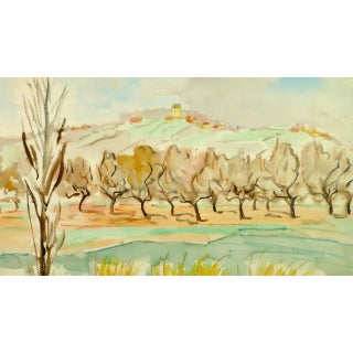 Olive Grove For Sale