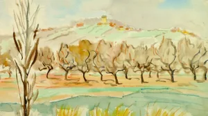 Olive Grove