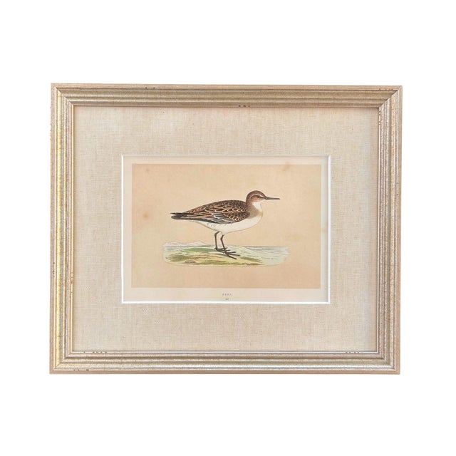 Curated set of twelve 19th century English ornithological engravings from Rev. F. O. Morris’ "History of British Birds,"...