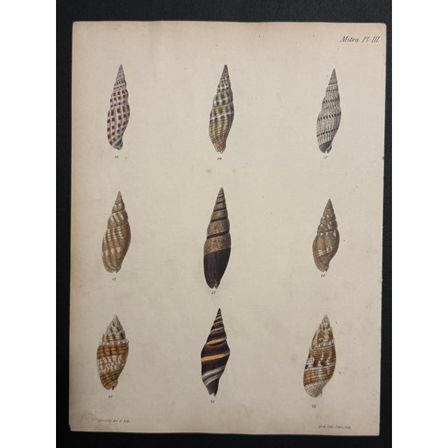Hand-Colored Antique George Sowerby Engraved Plates Ft. Seashells - Set of 6 For Sale - Image 9 of 11